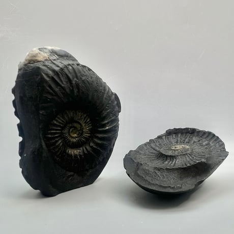 【Himalayan Saligram/Ammonite 】"Kala Bhairava"①/ヒマラヤ サリグラム/アンモナイト "カーラバイラヴァ"