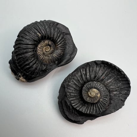 【Himalayan Saligram/Ammonite 】"Kala Bhairava"①/ヒマラヤ サリグラム/アンモナイト "カーラバイラヴァ"