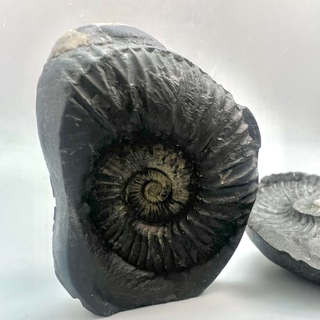 【Himalayan Saligram/Ammonite 】"Kala Bhairava"①/ヒマラヤ サリグラム/アンモナイト "カーラバイラヴァ"