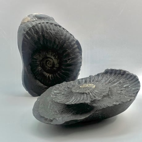 【Himalayan Saligram/Ammonite 】"Kala Bhairava"①/ヒマラヤ サリグラム/アンモナイト "カーラバイラヴァ"
