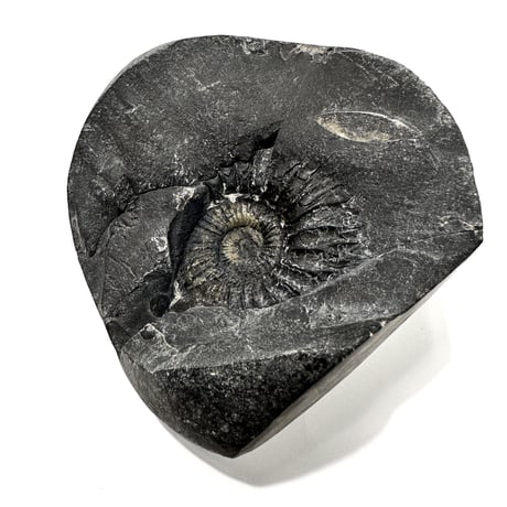 Ammonite Vajrasatva "アンモナイト ヴァジュラサットヴァ"
