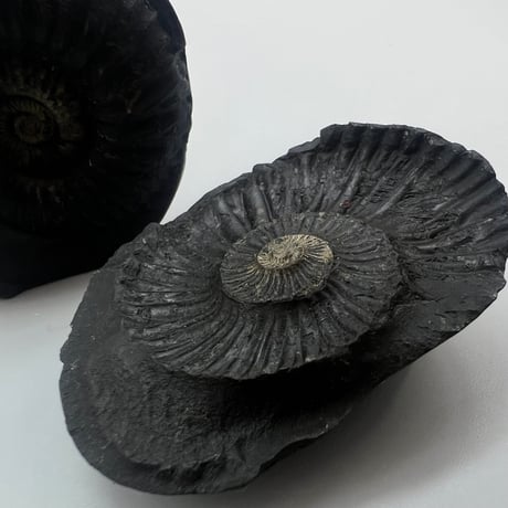 【Himalayan Saligram/Ammonite 】"Kala Bhairava"①/ヒマラヤ サリグラム/アンモナイト "カーラバイラヴァ"