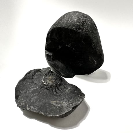 Ammonite Vajrasatva "アンモナイト ヴァジュラサットヴァ"