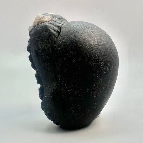 【Himalayan Saligram/Ammonite 】"Kala Bhairava"①/ヒマラヤ サリグラム/アンモナイト "カーラバイラヴァ"