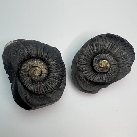 【Himalayan Saligram/Ammonite 】"Kala Bhairava"①/ヒマラヤ サリグラム/アンモナイト "カーラバイラヴァ"