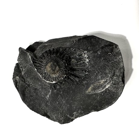 Ammonite Vajrasatva "アンモナイト ヴァジュラサットヴァ"