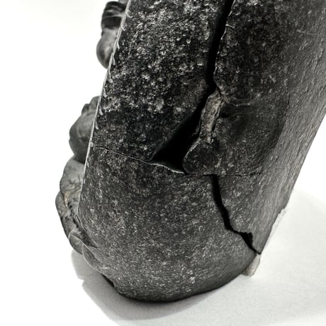 Ammonite Vajrasatva "アンモナイト ヴァジュラサットヴァ"