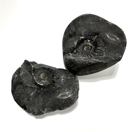 Ammonite Vajrasatva "アンモナイト ヴァジュラサットヴァ"