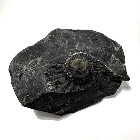 Ammonite Vajrasatva "アンモナイト ヴァジュラサットヴァ"