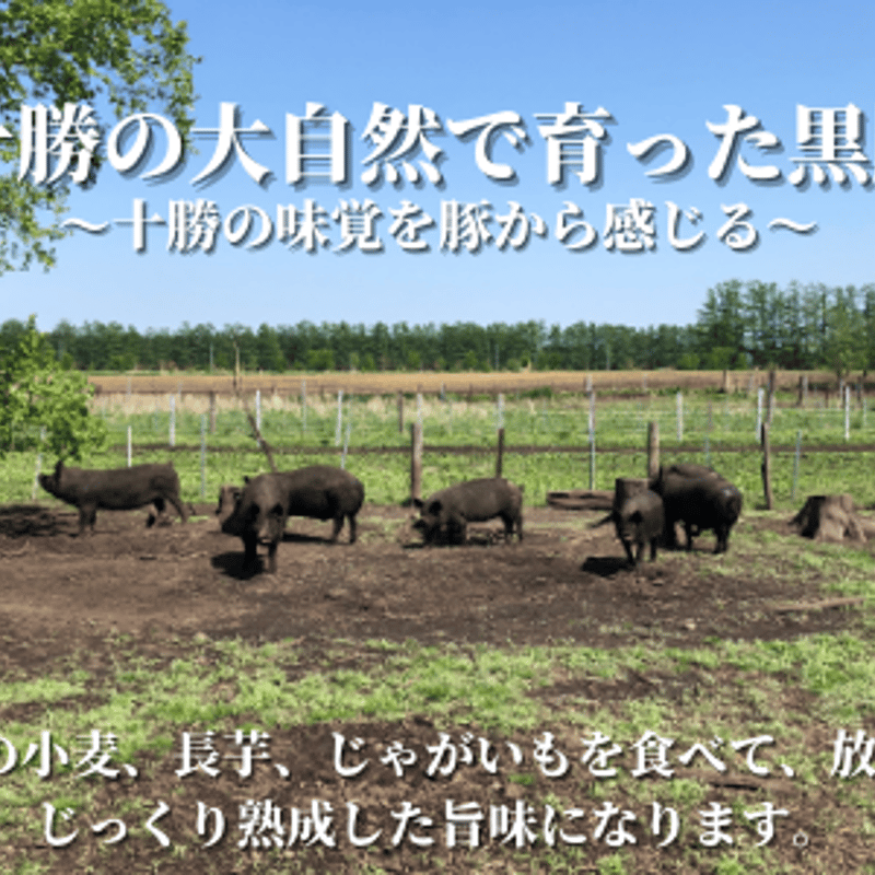 希少部位＊鮮やかな年輪ふたつ！天然楢【森と大自然の切り株ちゃぶ台】テーブル＊座卓 希少部位＊鮮やかな年輪ふたつ！天然楢【森と大自然の切り株ちゃぶ台】