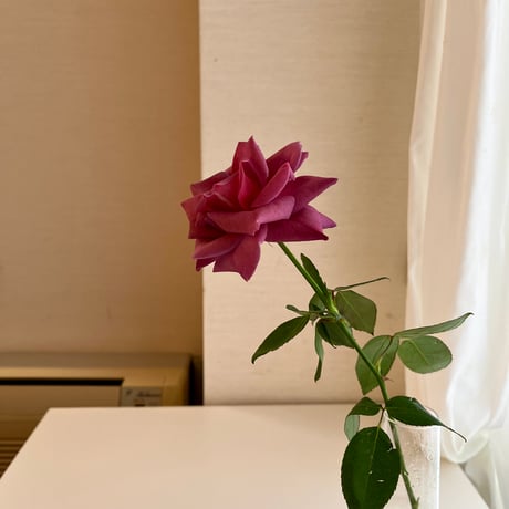ご予約 バラ(ブラックティー)の花束