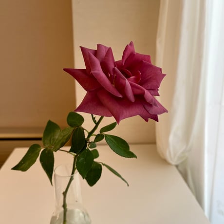 ご予約 バラ(ブラックティー)の花束