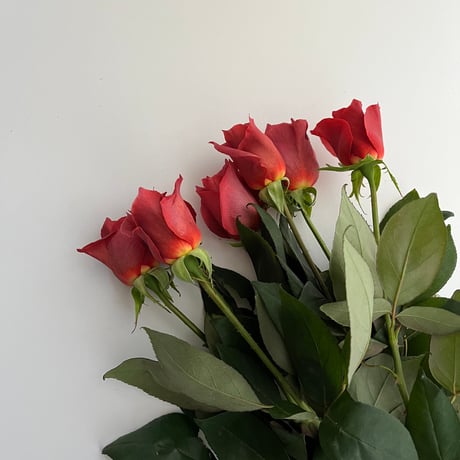 ご予約 バラ(ブラックティー)の花束