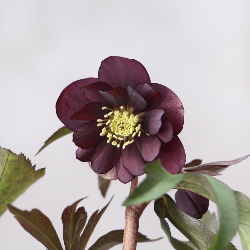 Yh-08 クリスマスローズ 【ナーセリー夢花人】 | ローザンベリー多和田