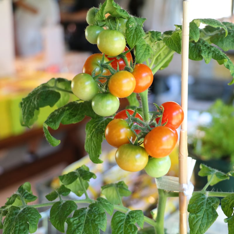 * antique sheep ❀ クリスマスの羊さん (水色リボンと鈴♪) A】アンティーク ビンテージ ひつじ 羊 sheep オブジェ 赤リボン