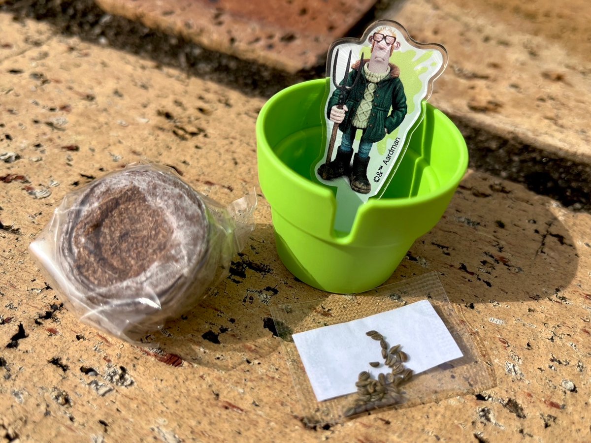 沖縄県産　ラン　花芽付き　カット苗　3セット ひつじのショーン 沖縄県産 ラン 花芽付き カット苗 3セット ひつじのショーン様専用