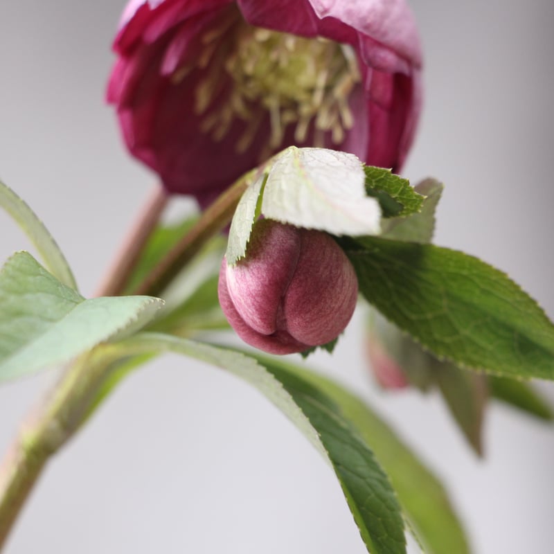 Ya-16 クリスマスローズ 【大和園】 | ローザンベリー多和田公式