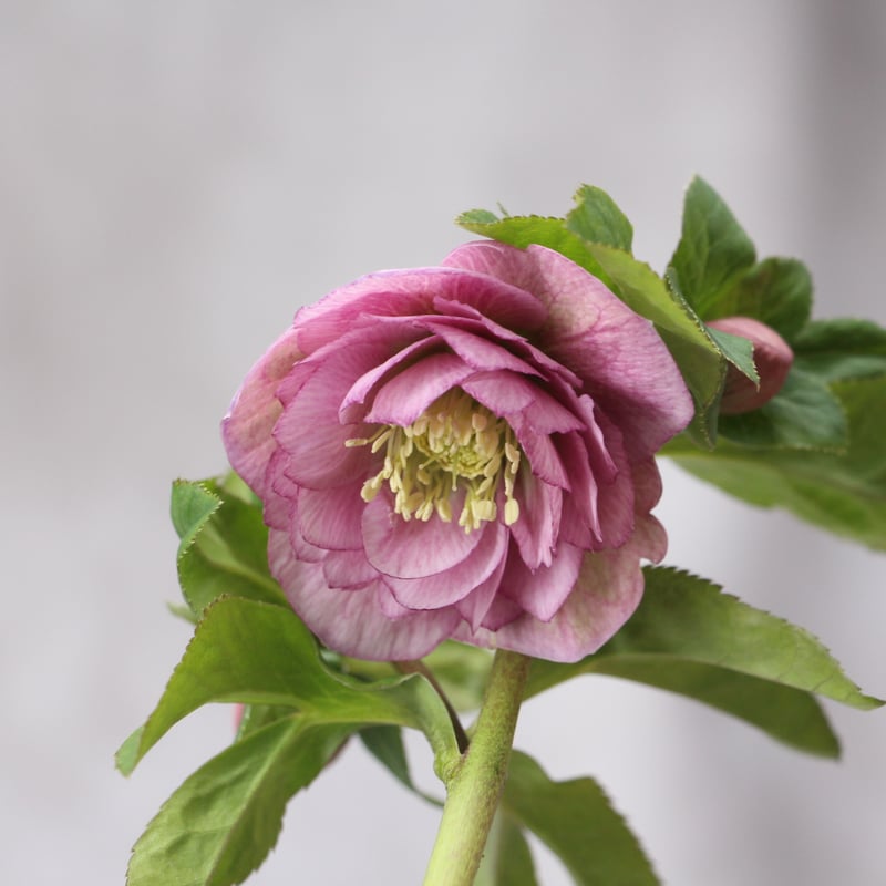 Ya-17 クリスマスローズ 【大和園】 | ローザンベリー多和田公式