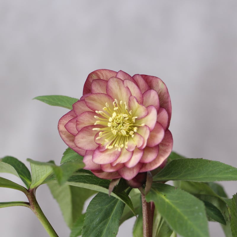 Ma-06 クリスマスローズ 【松村ナーセリー】 | ローザンベリー多和田