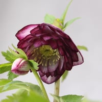 ワンダーデコール】YEAR PLATE 2025 | ローザンベリー多和田公式