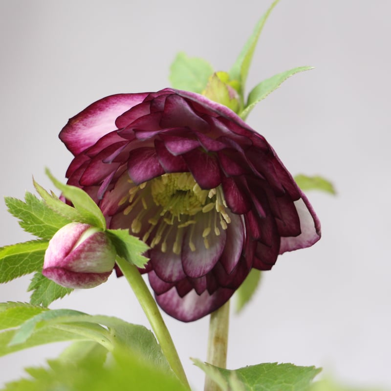 Ma-02 クリスマスローズ 【松村ナーセリー】 | ローザンベリー多和田