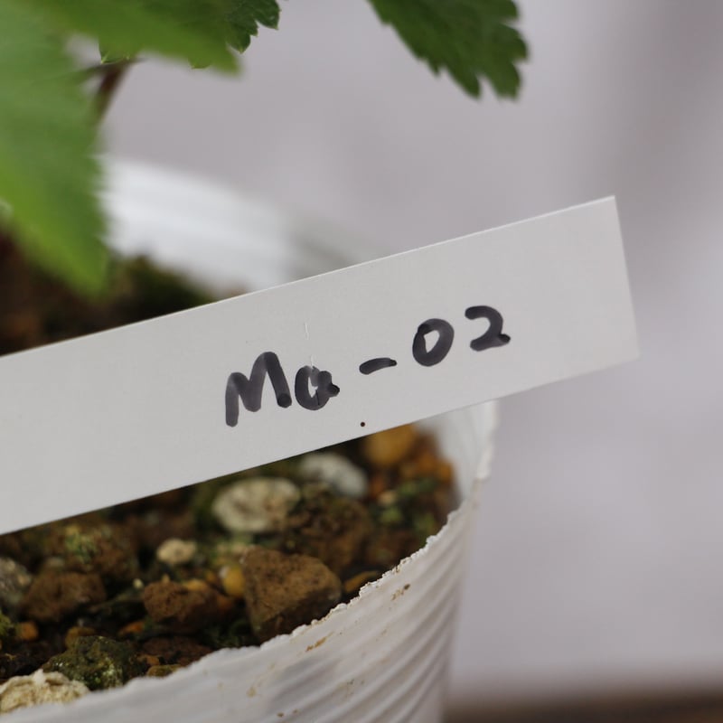 Ma-02 クリスマスローズ 【松村ナーセリー】 | ローザンベリー多和田