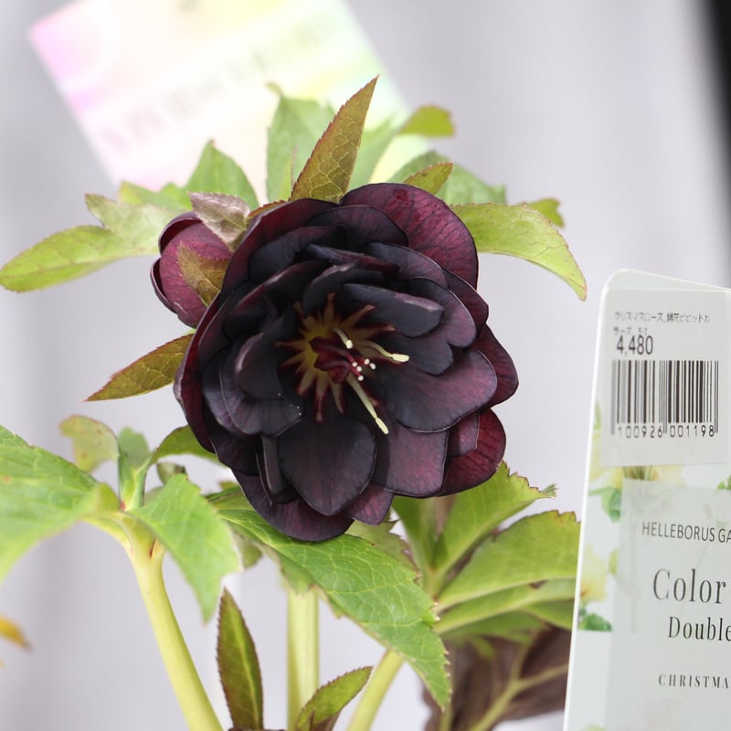 Ma-13 クリスマスローズ 【松村ナーセリー】 | ローザンベリー多和田