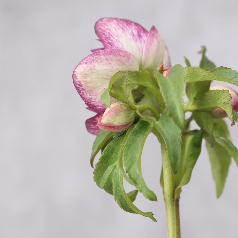 Ma-08 クリスマスローズ 【松村ナーセリー】 | ローザンベリー多和田