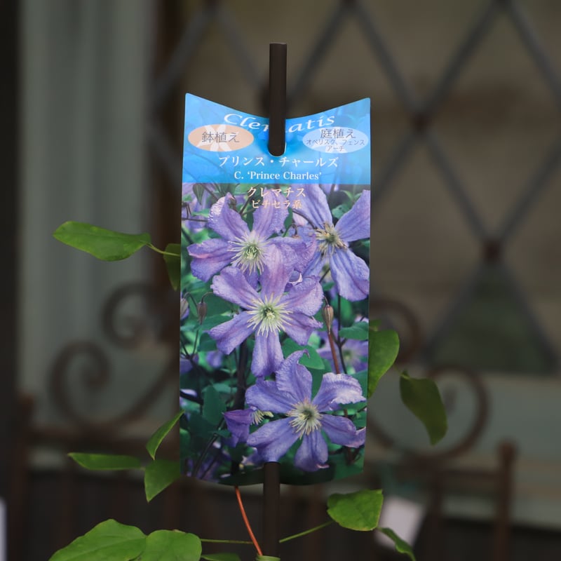 クレマチス ホーゲルビー・ピンク【4.5号鉢】 | ローザンベリー多和田