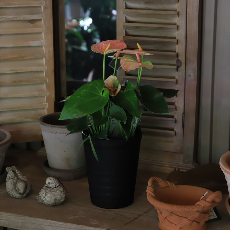 アンスリウム ペダトラディアツム 5号鉢 観葉植物 ＊アンスリウム ペダ