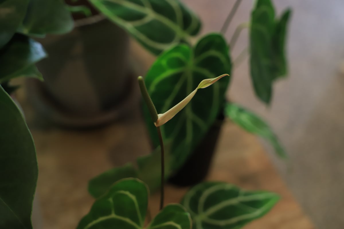 特大 アンスリウム クラビゲラム 6号鉢 PLANCHU 観葉植物 アンスリウム