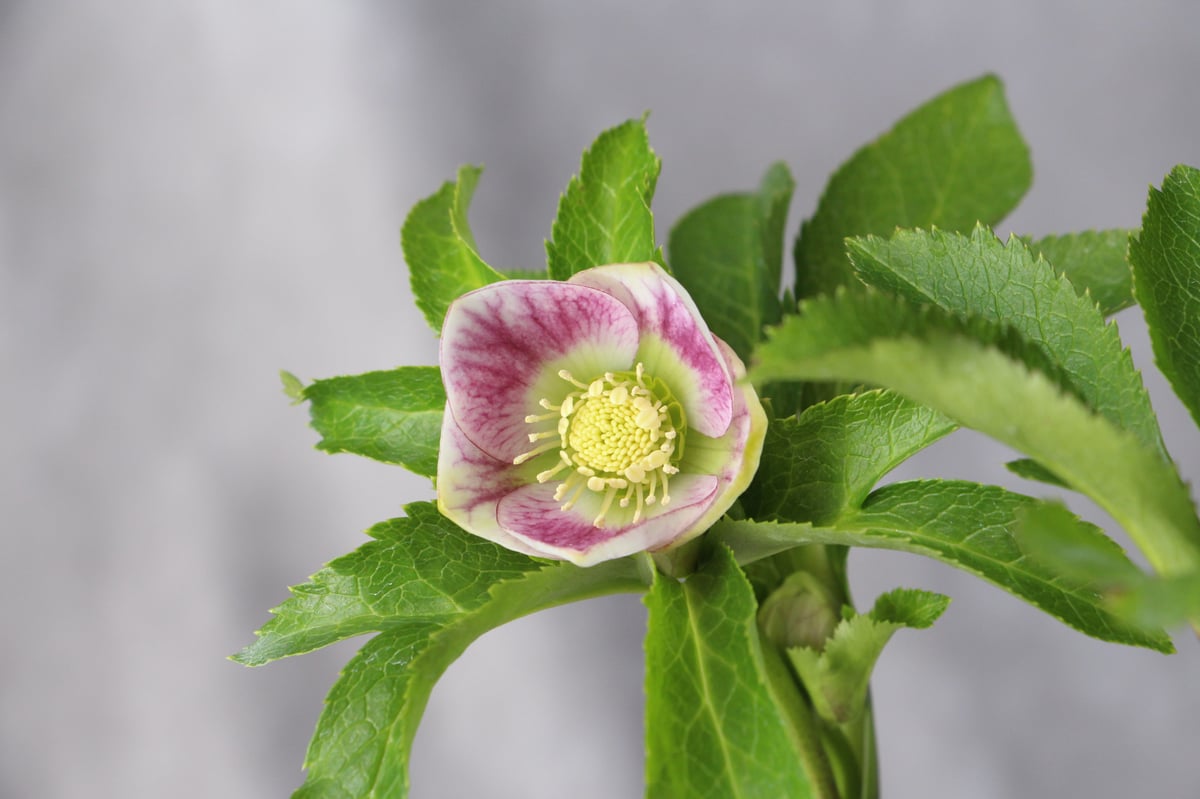 クリスマスローズ 開花株 パステリッシュストレイン イエロー・クリーム ⑤