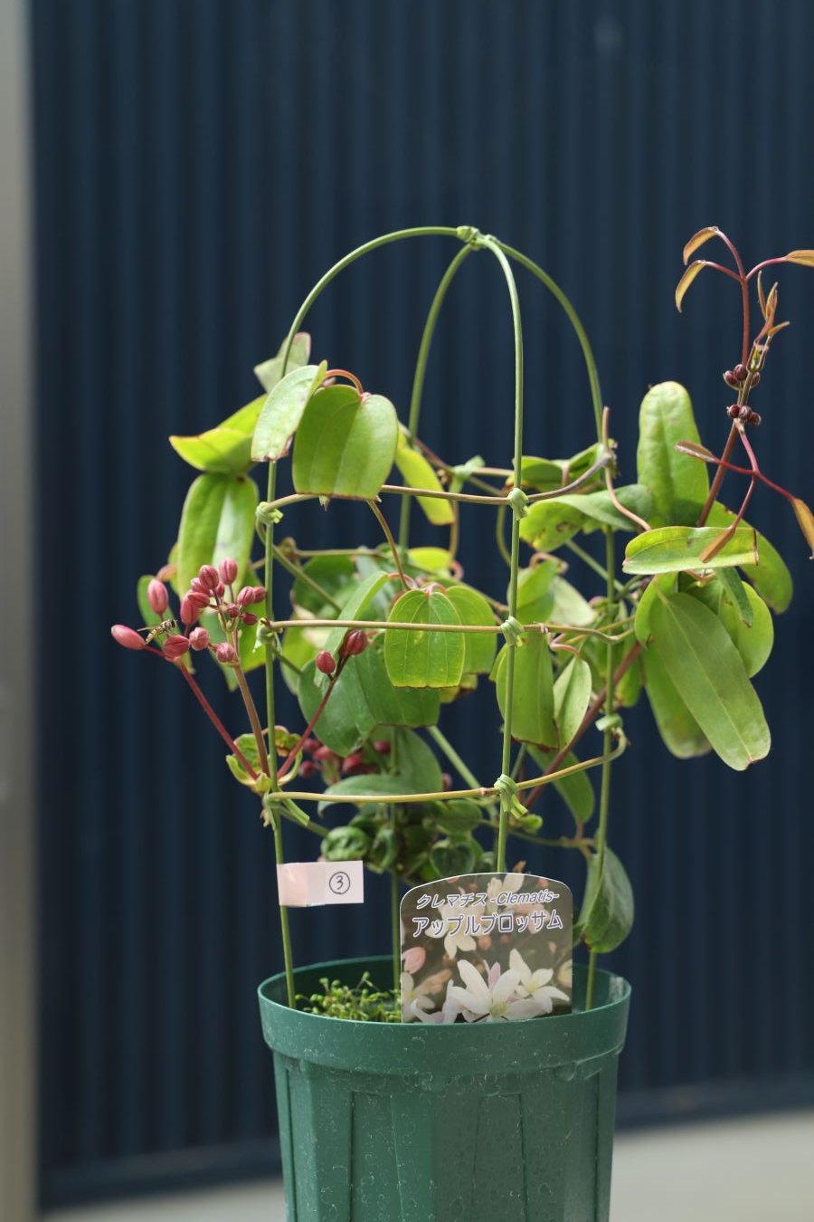 クレマチス　アーマンディ系アップルブロッサム　夏の特価品　送料無料 クレマチス アーマンディ系アップルブロッサム 夏の特価品 送料無料