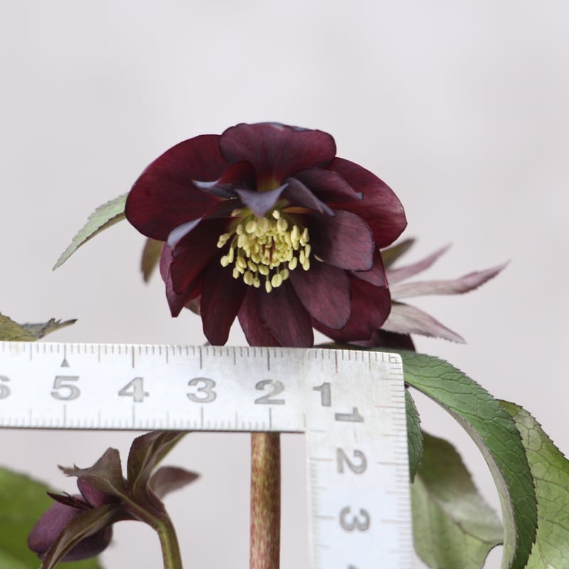 Yh-08 クリスマスローズ 【ナーセリー夢花人】 | ローザンベリー多和田