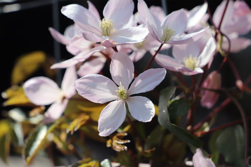 クレマチス　アーマンディ系アップルブロッサム　夏の特価品　送料無料 クレマチス アーマンディ系アップルブロッサム 夏の特価品 送料無料