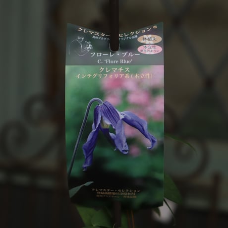 【原田】クレマチス 青磁(13.5cmポット) クレマチス 青」の人気商品一覧 | 安い商品を通販サイトから探す