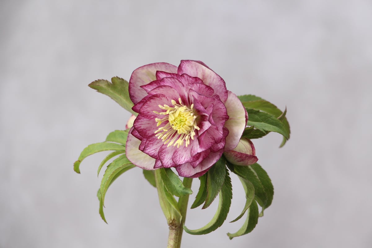 Ma-08 クリスマスローズ 【松村ナーセリー】 | ローザンベリー多和田