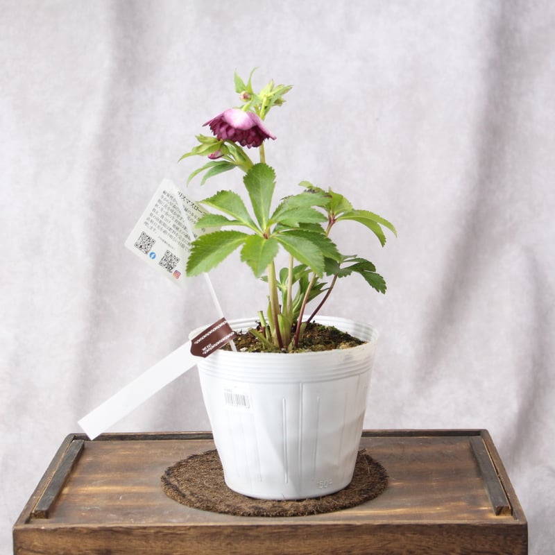 Ma-02 クリスマスローズ 【松村ナーセリー】 | ローザンベリー多和田