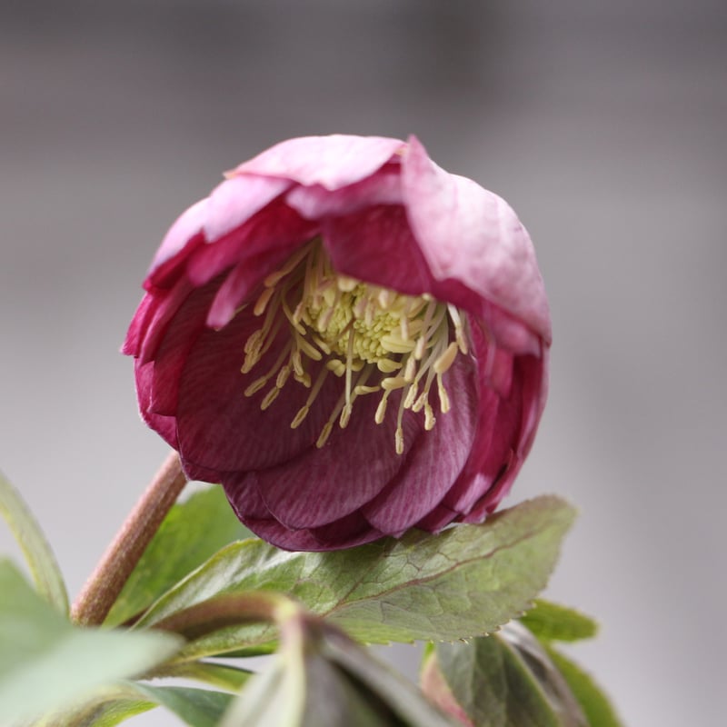 Ya-16 クリスマスローズ 【大和園】 | ローザンベリー多和田公式