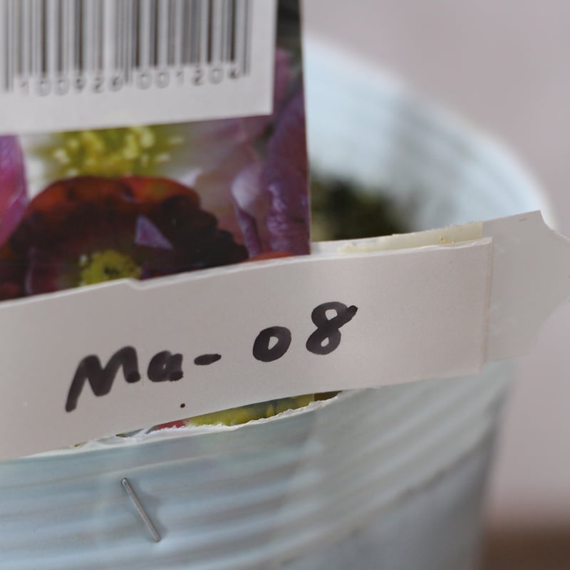 Ma-08 クリスマスローズ 【松村ナーセリー】 | ローザンベリー多和田