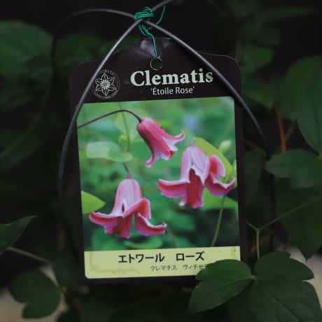 【原田】クレマチス 青磁(13.5cmポット) 楽天市場】 クレマチス > モンタナ系 : フラワーネット 日本花キ流通