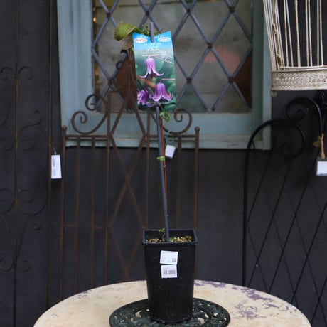 【原田】クレマチス 青磁(13.5cmポット) 楽天市場】 クレマチス > モンタナ系 : フラワーネット 日本花キ流通