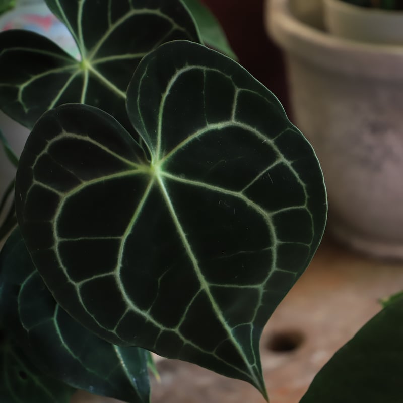 アンスリウム グラシール 5号鉢 アンスリウム グラシール 5号 | little green plants MEDETE
