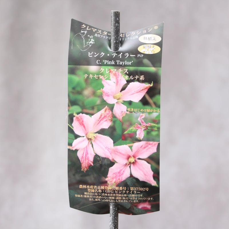 クレマチス 新品種4種セット | ローザンベリー多和田公式オンラインストア