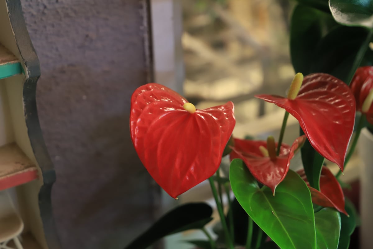 アンスリウム　NAPO x RVDP アンスリウム NAPO x RVDP Anthurium | GrowTropicals.com