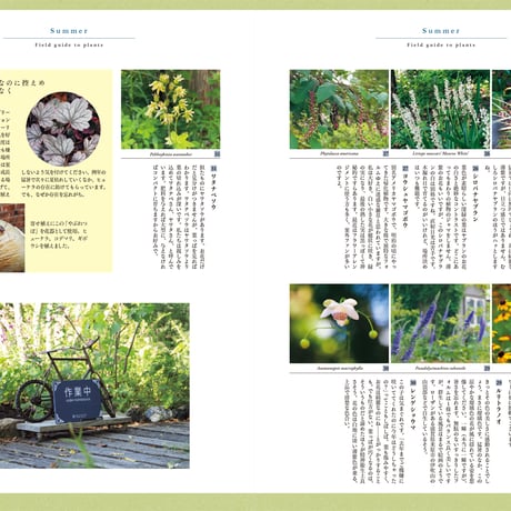 【通常送料】〈ソフトカバー〉もっとも美しいバラと宿根草の庭／大澤恵理子著
