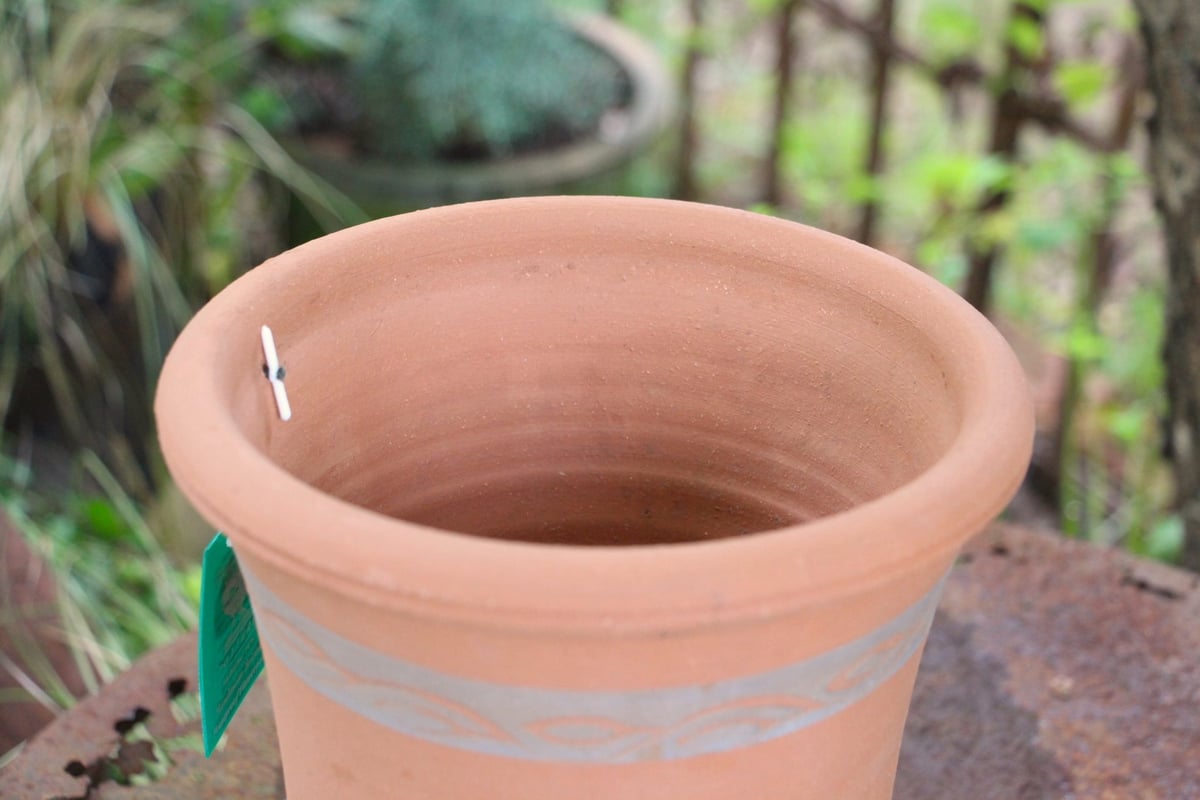 ウィッチフォード】Pelargonium 1549 / 植木鉢 | ローザンベリー多和田