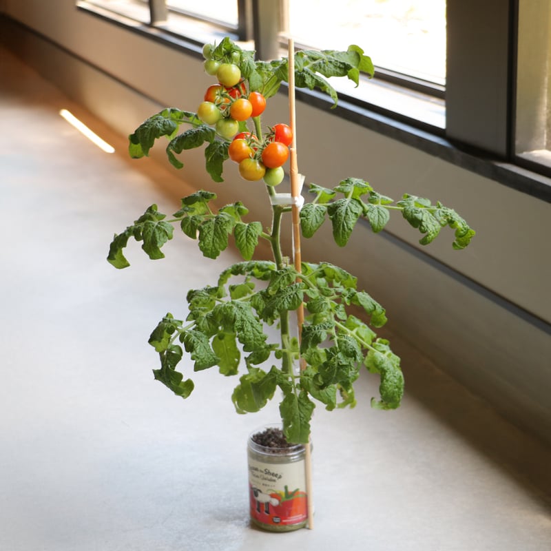 ひつじのショーン ミニトマト栽培セット | ローザンベリー多和田公式