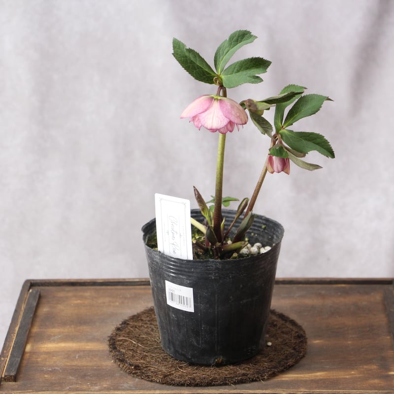 Ya-15 クリスマスローズ 【大和園】 | ローザンベリー多和田公式