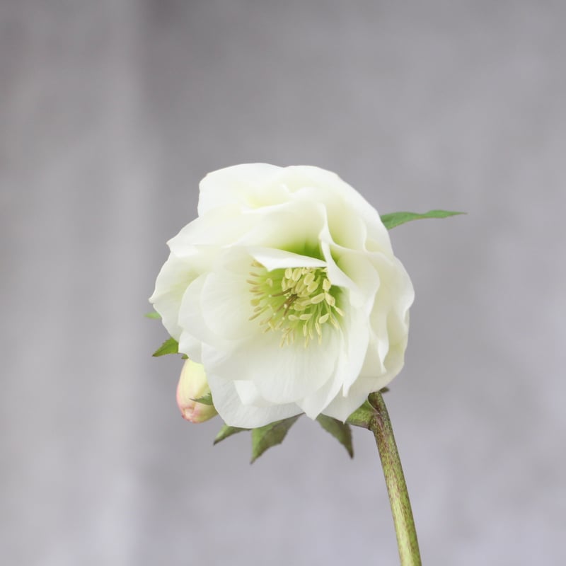 Ya-13 クリスマスローズ 【大和園】 | ローザンベリー多和田公式